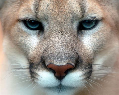 Animales de Cordoba y el mundo.: Puma- Puma concolor- Familia Felidae