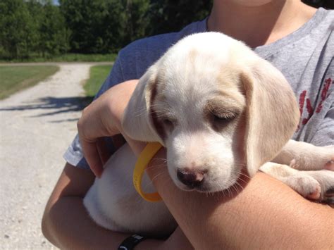 Lemon Beagle Puppy Lemon Beagle Puppy, Beagle Puppies, Beagles, Dogs ...