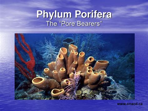 Phylum Porifera: The Fascinating World of Sponges
