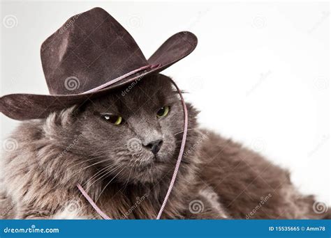 Cat Cowboy Hat - Cowboy Hat Dog Costume - Sparkle Blue with Same Day ...