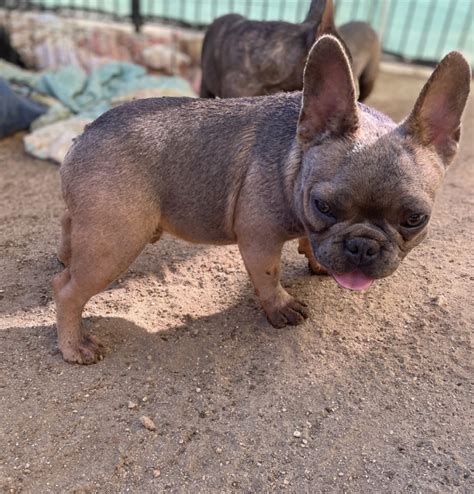 French Bulldog Ultimate Guide: Temperament, Size, Lifespan, Traits & More