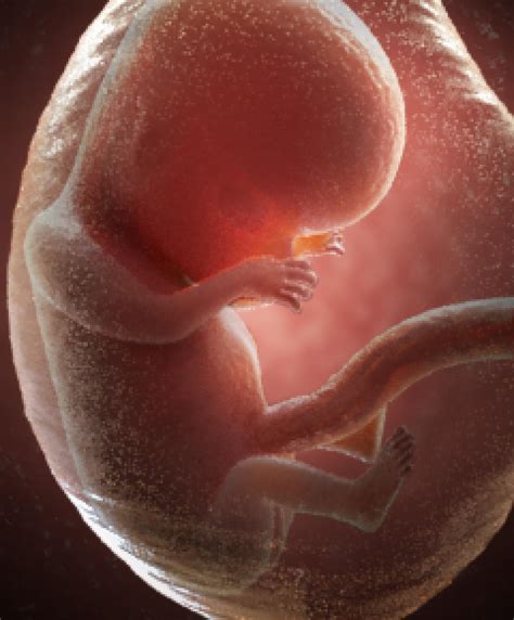 Pregnancy Development in Weeks 10-13 | Gerber