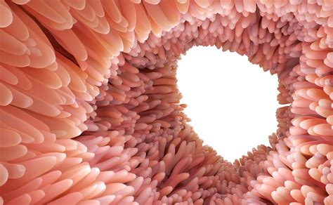 Small Intestine Villi