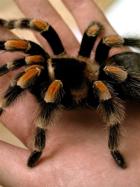 Tarantula Spider Fangs