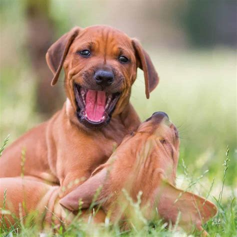 Rhodesian Ridgeback Puppies 101