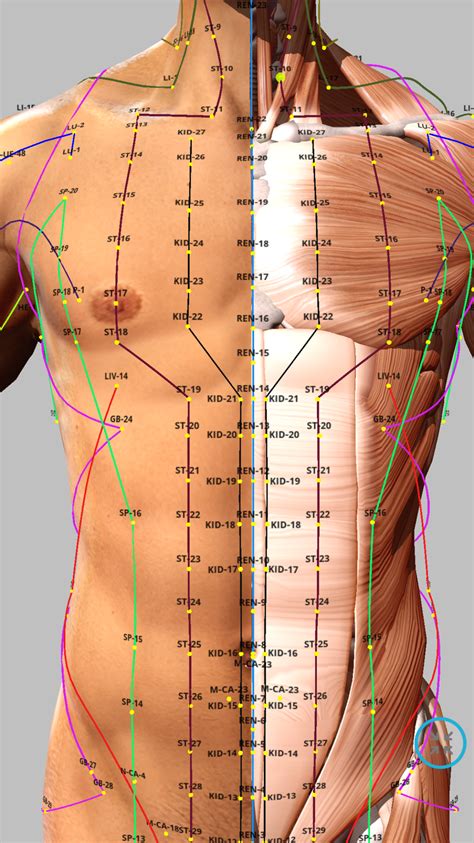 Acupuncture Body Map Chart