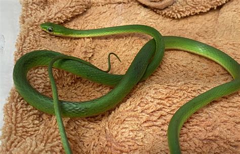 Rough Green Snake