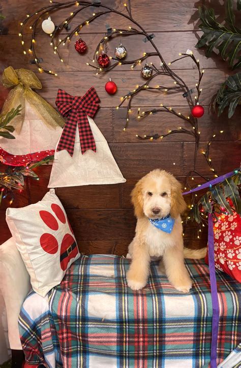 (@pawadiseparlor) • Instagram photos and videos