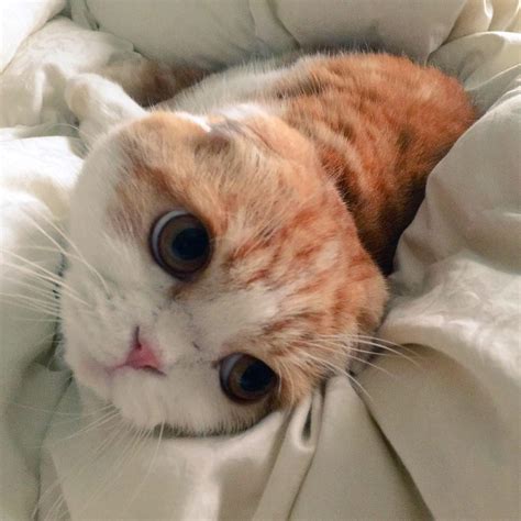 Белый котик с голубыми глазами на аву