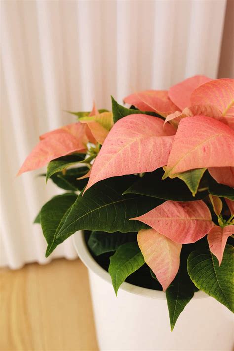 How to Grow and Care For Poinsettia - A Beautiful Mess