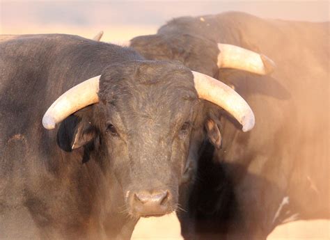 Bos taurus Domestic Cattle — Coke Smith Wildlife