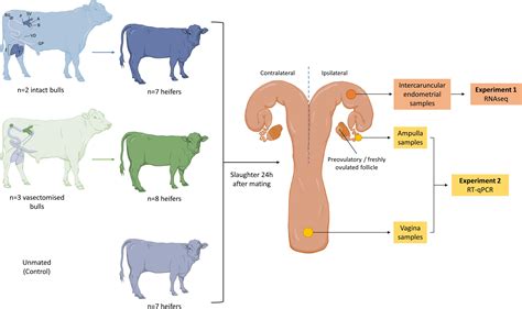 Frontiers | Mating to Intact, but Not Vasectomized, Males Elicits Changes in the Endometrial ...