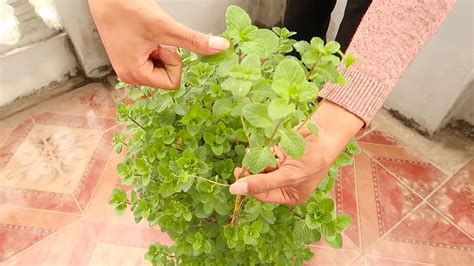 Indoor Oregano Growing Tips: A Comprehensive Guide - Aquaponic Agri Living