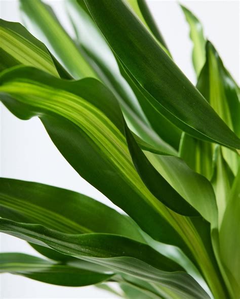 Corn Plant | Dracaena Fragrans | Houseplants | The Stem