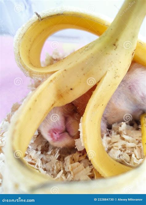 Hamster Eat Banana and Lie Under Banana Stock Photo - Image of hair ...