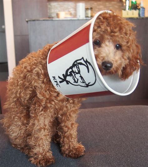 Happy hallowe en from the fried chicken dog – Artofit