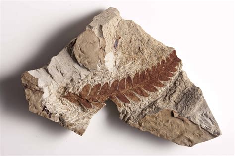 How Fossils Form In Sedimentary Rocks at Nellie Jim blog