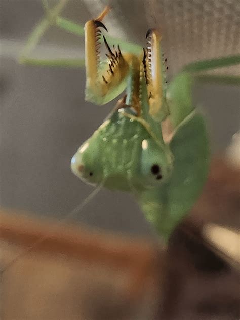 What is the black dot on her eye? : r/mantids
