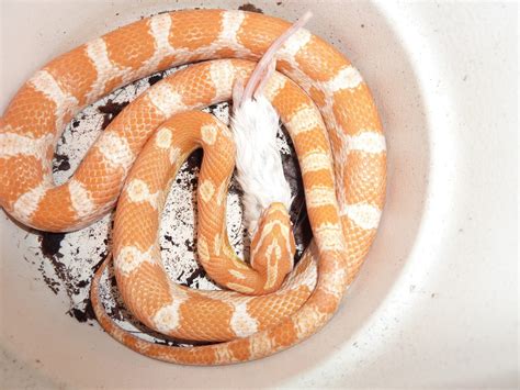 Corn snake: characteristics, habitat and care