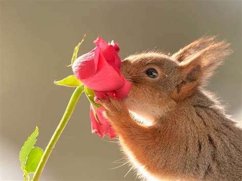 Do Squirrels Eat Flowers? Like And Dislike! - Into Yard