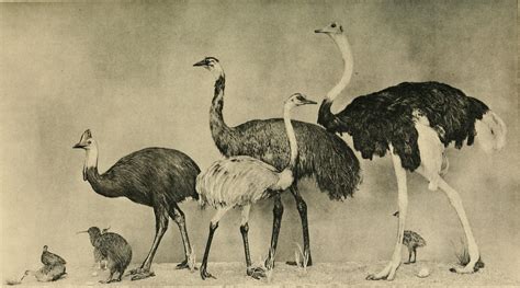 common ostrich (Struthio camelus), common emu (Dromaius novaehollandiae ...
