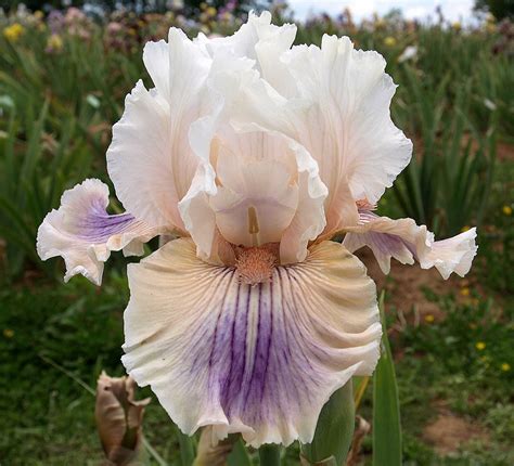 SIGNS OF HOPE - Collection et vente d'iris barbus à Biron en Dordogne