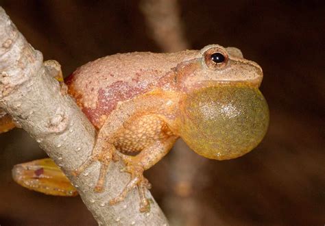 Spring Peeper Frog Spring Peeper – PA HERP IDENTIFICATION