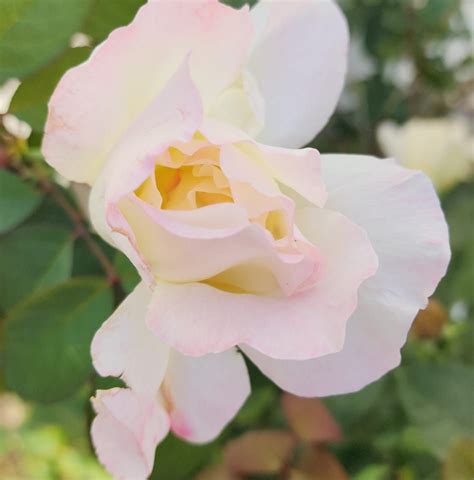 Goslar Funeral Home and Monuments, LLC | Onawa IA