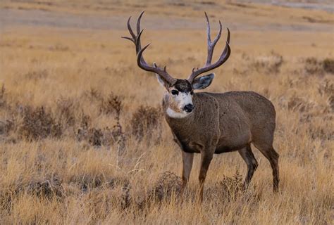 Typical Mule Deer Set a Montana State Record in Non-Typical Fashion - A ...
