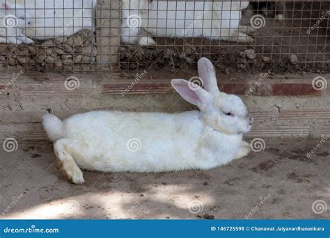 A Ragged White Rabbit Lying on the Floor Stock Photo - Image of ...
