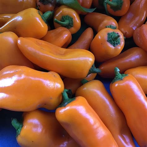 Orange Lunchbox – North Circle Seeds