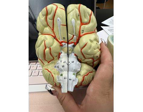 12 cranial nerves Quiz