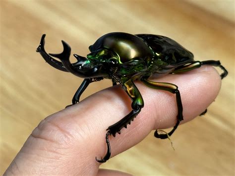 Rainbow Stag Beetle (Phalacrognathus muelleri) Standard Color (red/gre ...