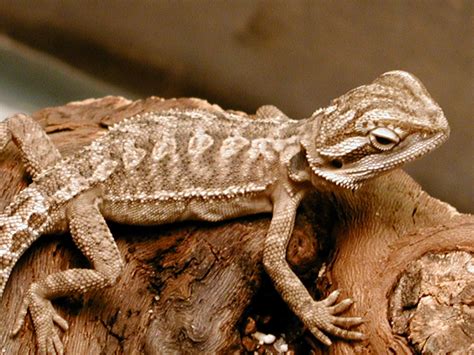 Best Bearded Dragon Breeds at Michael Toth blog