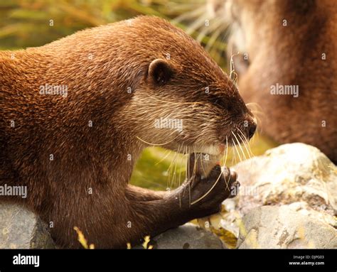 An African Clawless Otter feeding on a fish Stock Photo - Alamy