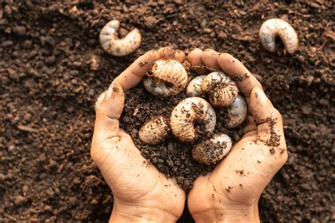 Grub Control | Emerald Lawn Care