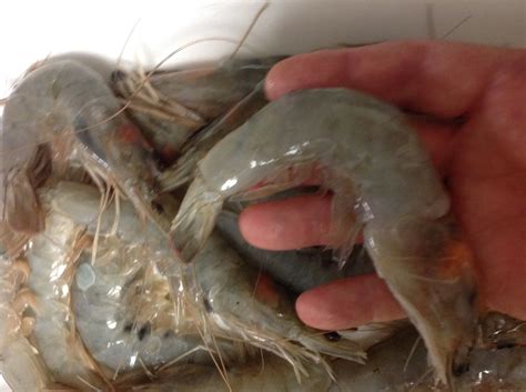 Head on shrimp, a new discovery — The Michigan Vintner