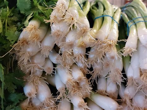 Fresh Green Onions Free Stock Photo - Public Domain Pictures