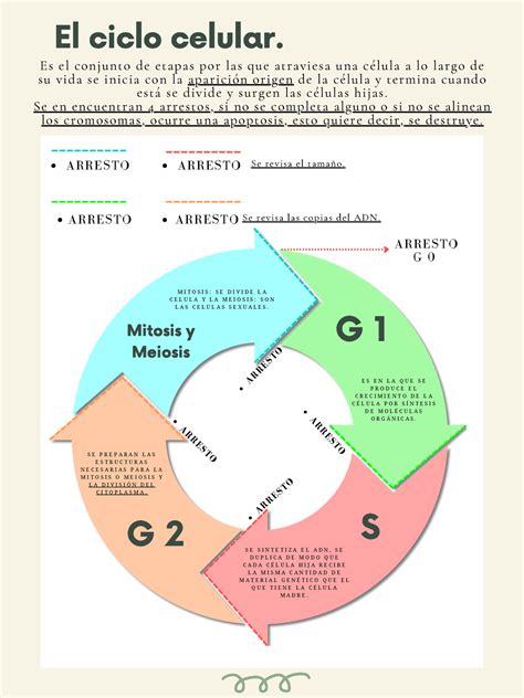 El ciclo celular - Diagrama circular - El ciclo celular. E S E N L A Q ...