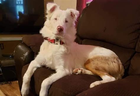 Double Merle & Mismarked Aussies? (What's the Difference?) | Paws and Learn