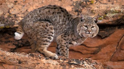 «Bobcat» 1080P, 2k, 4k Full HD Wallpapers, Backgrounds Free Download | Wallpaper Crafter