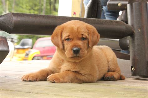 Fox Red English Labrador - dopi
