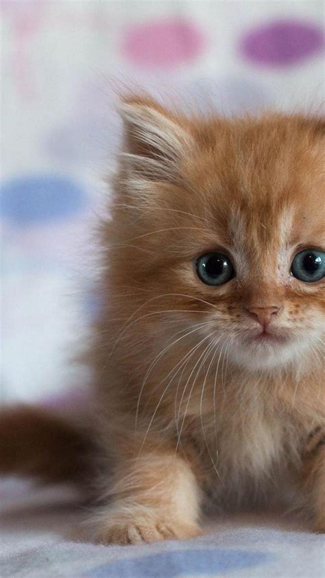 Cute Kittens Wallpapers For Mobile