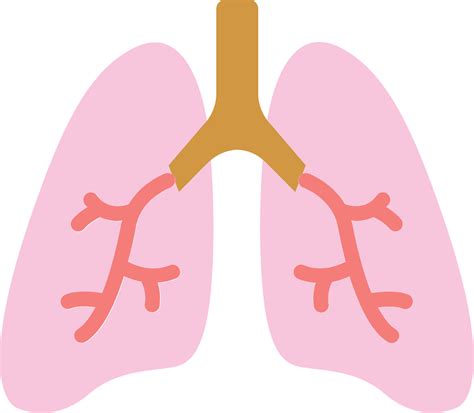 Lung clip art - Stock Illustration [62158437] - PIXTA - Clip Art Library