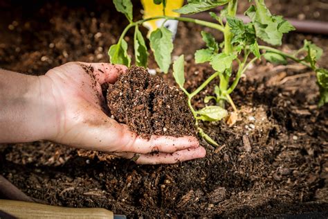 Potting Mix Vs. Raised Bed Soil | Kellogg Garden Organics™