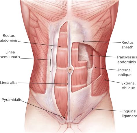 Abdominal Wall Pain: Clinical Evaluation, Differential Diagnosis, and Treatment | AAFP