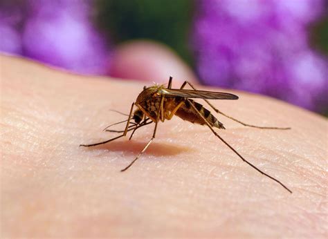 10 Alaska Mosquitoes Facts - Facts.net