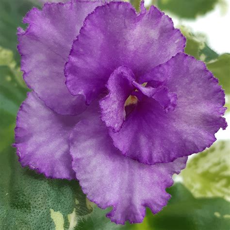 Penny Lover – bloomlovers.com