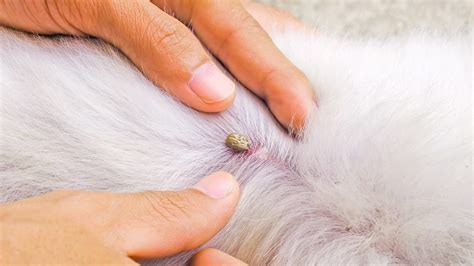 What Do Tick Bites on a Dog Look Like - Dog Show TV