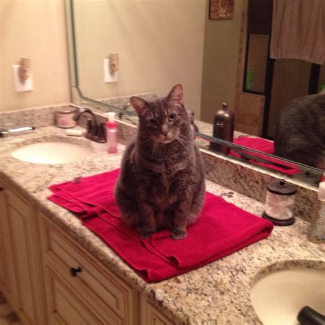 My cat Roo, loves to watch my gf get ready for work. It's their alone ...